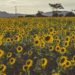 Edible Oil Import Gap Creates Major Agribusiness Opportunity