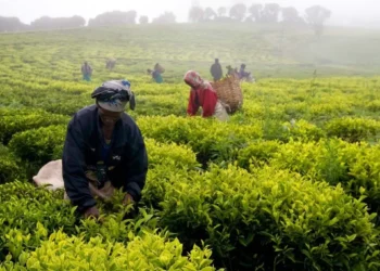 Agricutural Sector – Tanzania (June 2026) How June Shaped Tanzania’s Agricultural Agenda
