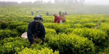 Agricutural Sector – Tanzania (June 2026) How June Shaped Tanzania’s Agricultural Agenda