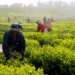 Agricutural Sector – Tanzania (June 2026) How June Shaped Tanzania’s Agricultural Agenda
