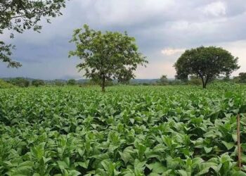Tobacco Boom Spurs new wave of Investment in Processing and Agri‑Tech