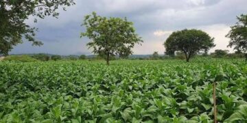 Tobacco Boom Spurs new wave of Investment in Processing and Agri‑Tech