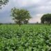 Tobacco Boom Spurs new wave of Investment in Processing and Agri‑Tech