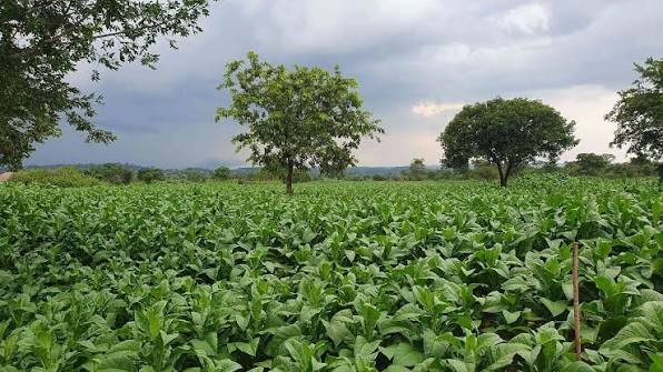 Tobacco Boom Spurs new wave of Investment in Processing and Agri‑Tech