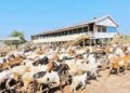 Goats and Sheep: Tanzania’s Overlooked Frontier for Meat and Agribusiness Investment