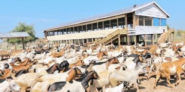 Goats and Sheep: Tanzania’s Overlooked Frontier for Meat and Agribusiness Investment