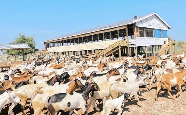 Goats and Sheep: Tanzania’s Overlooked Frontier for Meat and Agribusiness Investment