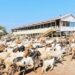 Goats and Sheep: Tanzania’s Overlooked Frontier for Meat and Agribusiness Investment