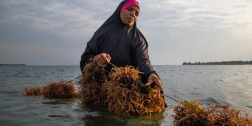 Tanzania Wants You to Stop Thinking of the Ocean as Just Fish
