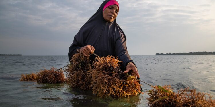 Tanzania Wants You to Stop Thinking of the Ocean as Just Fish