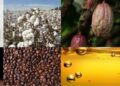 Agro-Processing Gap Opens New Investment Opportunities