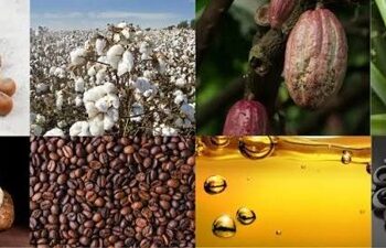 Agro-Processing Gap Opens New Investment Opportunities