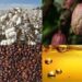 Agro-Processing Gap Opens New Investment Opportunities