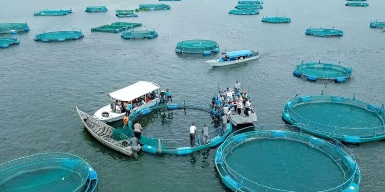 Fish Deficit Creates New Opportunities for Aquaculture Investors